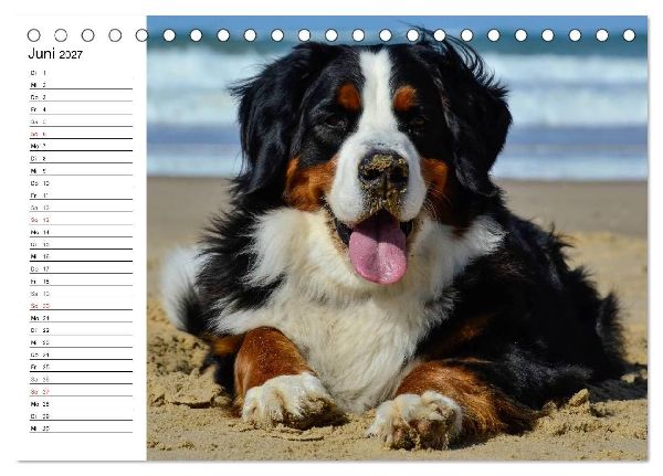 Augenblicke mit dem Berner Sennenhund (Tischkalender 2027 DIN A5 quer), CALVENDO Monatskalender