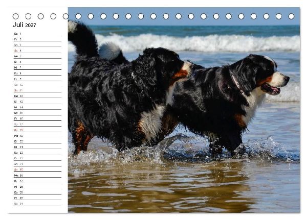 Augenblicke mit dem Berner Sennenhund (Tischkalender 2027 DIN A5 quer), CALVENDO Monatskalender