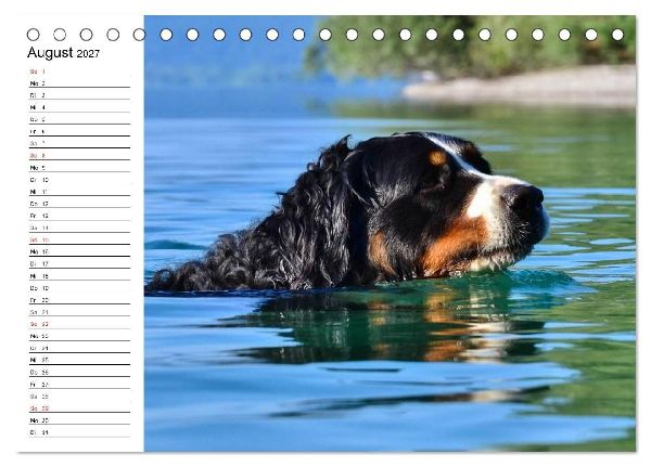 Augenblicke mit dem Berner Sennenhund (Tischkalender 2027 DIN A5 quer), CALVENDO Monatskalender