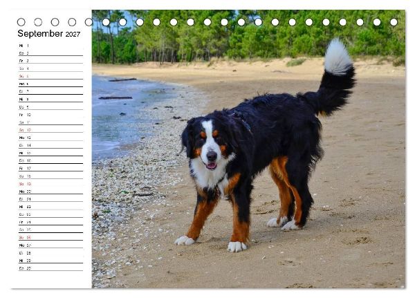 Augenblicke mit dem Berner Sennenhund (Tischkalender 2027 DIN A5 quer), CALVENDO Monatskalender