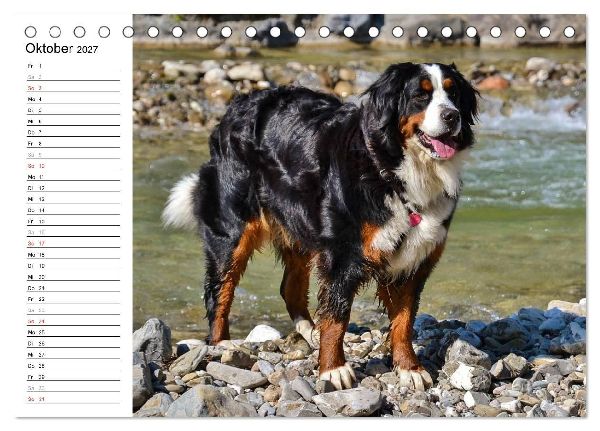 Augenblicke mit dem Berner Sennenhund (Tischkalender 2027 DIN A5 quer), CALVENDO Monatskalender