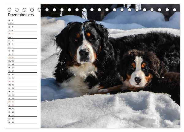 Augenblicke mit dem Berner Sennenhund (Tischkalender 2027 DIN A5 quer), CALVENDO Monatskalender
