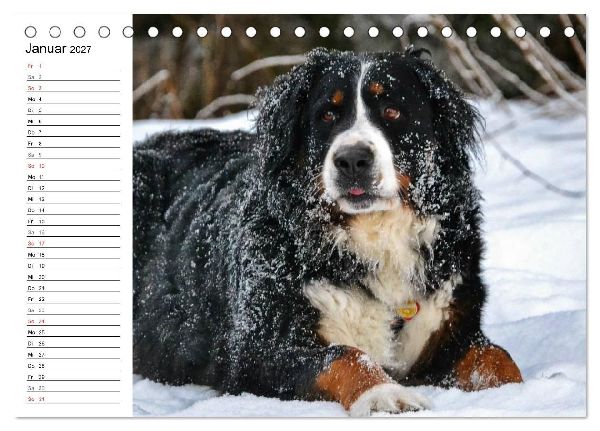 Augenblicke mit dem Berner Sennenhund (Tischkalender 2027 DIN A5 quer), CALVENDO Monatskalender