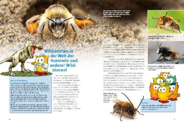 Entdecke Hummeln und andere Wildbienen
