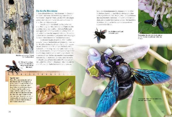 Entdecke Hummeln und andere Wildbienen