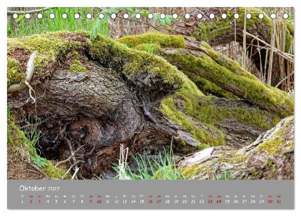 Biosphärenreservat Schorfhede-Chorin (Tischkalender 2027 DIN A5 quer), CALVENDO Monatskalender