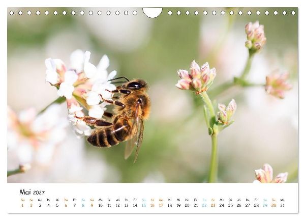Bee Beautiful - Die phantastische Welt der Bienen (Wandkalender 2027 DIN A4 quer), CALVENDO Monatskalender