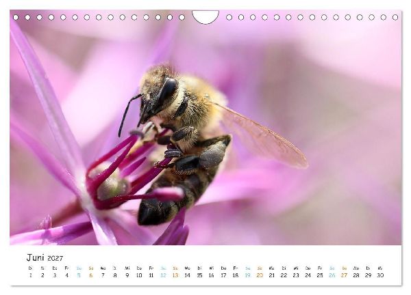 Bee Beautiful - Die phantastische Welt der Bienen (Wandkalender 2027 DIN A4 quer), CALVENDO Monatskalender