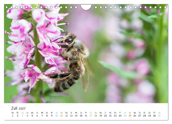 Bee Beautiful - Die phantastische Welt der Bienen (Wandkalender 2027 DIN A4 quer), CALVENDO Monatskalender