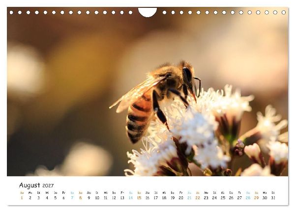 Bee Beautiful - Die phantastische Welt der Bienen (Wandkalender 2027 DIN A4 quer), CALVENDO Monatskalender