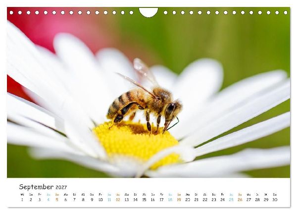 Bee Beautiful - Die phantastische Welt der Bienen (Wandkalender 2027 DIN A4 quer), CALVENDO Monatskalender