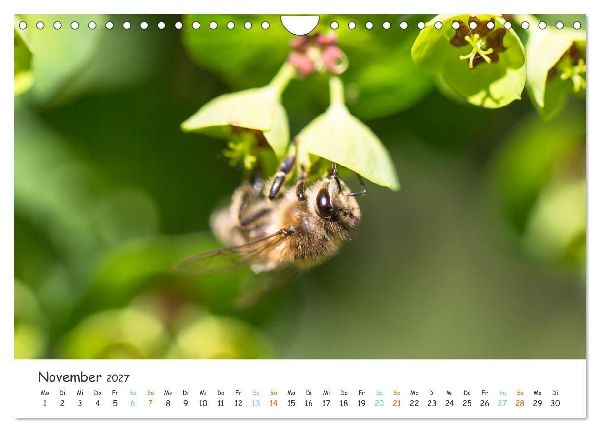 Bee Beautiful - Die phantastische Welt der Bienen (Wandkalender 2027 DIN A4 quer), CALVENDO Monatskalender