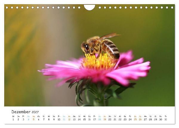 Bee Beautiful - Die phantastische Welt der Bienen (Wandkalender 2027 DIN A4 quer), CALVENDO Monatskalender