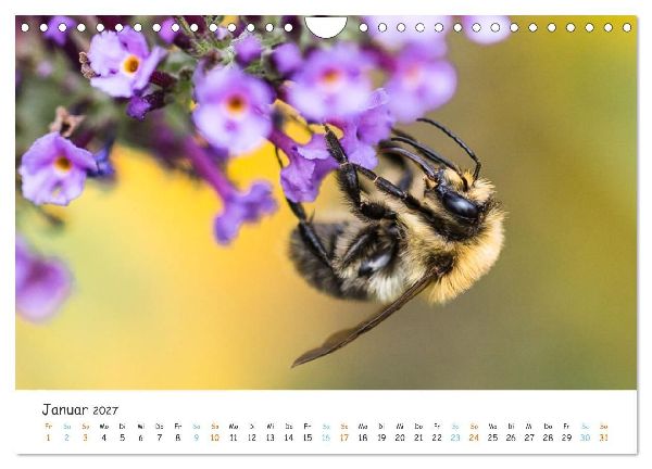 Bee Beautiful - Die phantastische Welt der Bienen (Wandkalender 2027 DIN A4 quer), CALVENDO Monatskalender