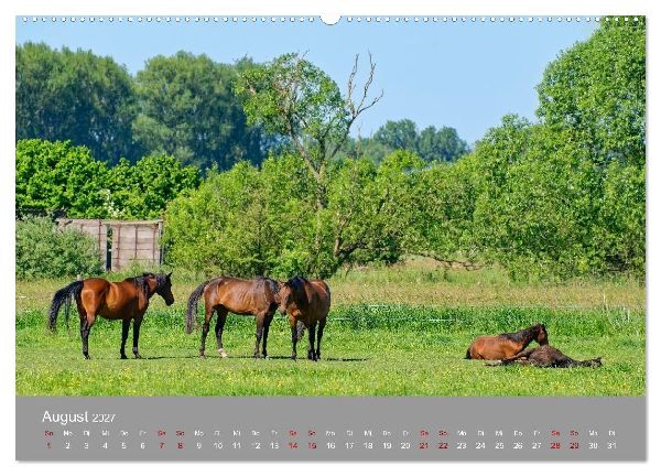 Naturerlebnis im Biosphärenreservat Drömling (Wandkalender 2027 DIN A2 quer), CALVENDO Monatskalender