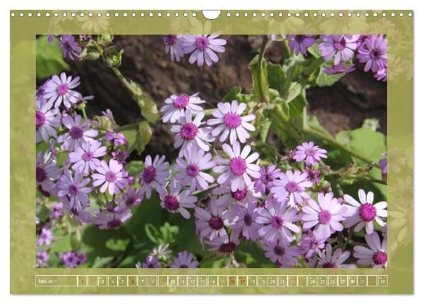 Wundersame Kanarenflora (Wandkalender 2027 DIN A3 quer), CALVENDO Monatskalender
