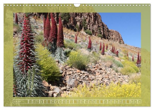 Wundersame Kanarenflora (Wandkalender 2027 DIN A3 quer), CALVENDO Monatskalender