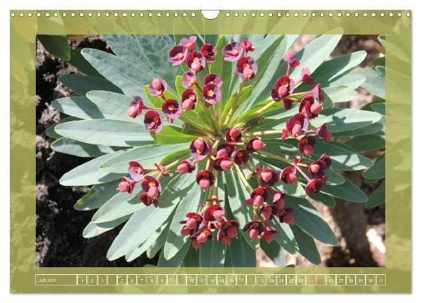 Wundersame Kanarenflora (Wandkalender 2027 DIN A3 quer), CALVENDO Monatskalender