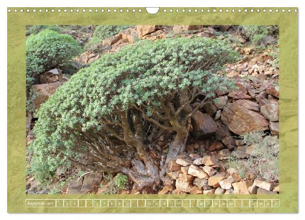 Wundersame Kanarenflora (Wandkalender 2027 DIN A3 quer), CALVENDO Monatskalender