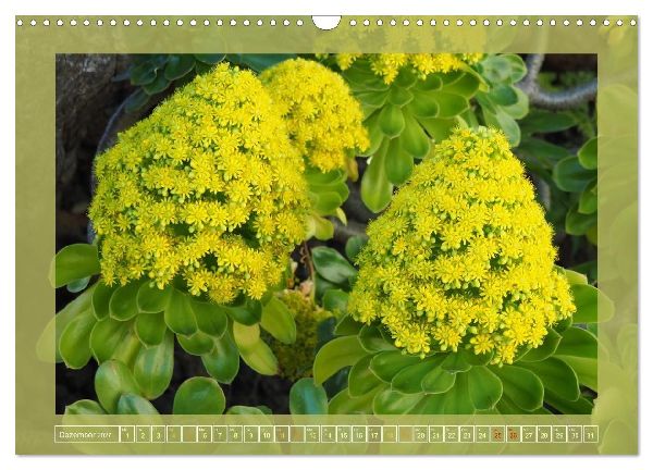 Wundersame Kanarenflora (Wandkalender 2027 DIN A3 quer), CALVENDO Monatskalender