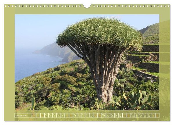 Wundersame Kanarenflora (Wandkalender 2027 DIN A3 quer), CALVENDO Monatskalender