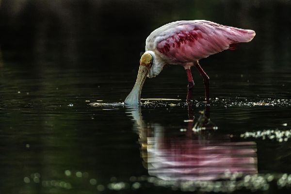 Pantanal