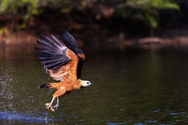 Pantanal