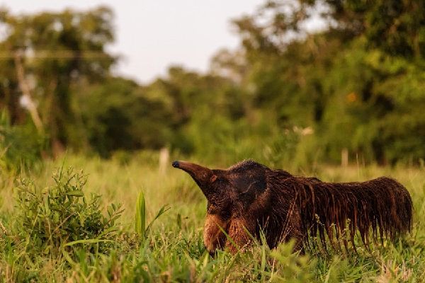 Pantanal