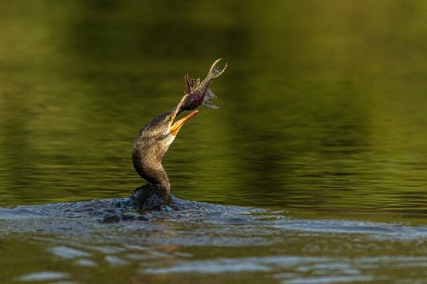 Pantanal