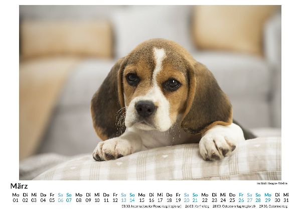Beagle