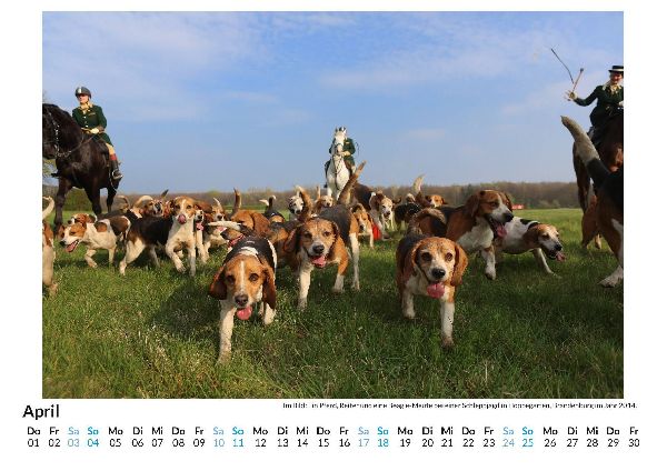 Beagle