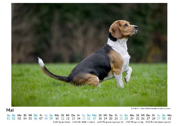 Beagle