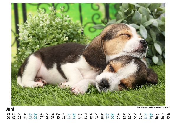 Beagle