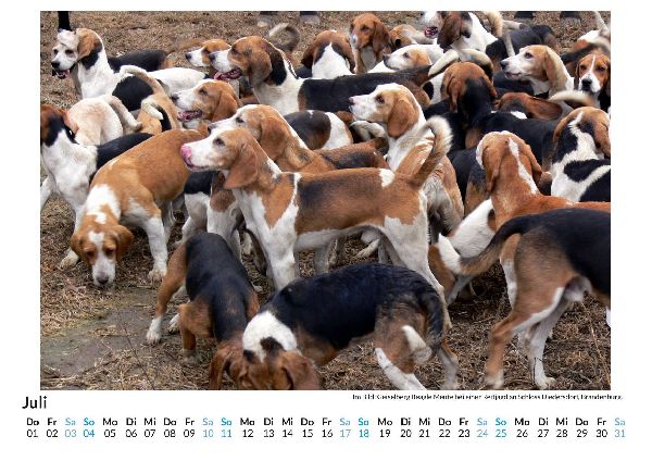 Beagle