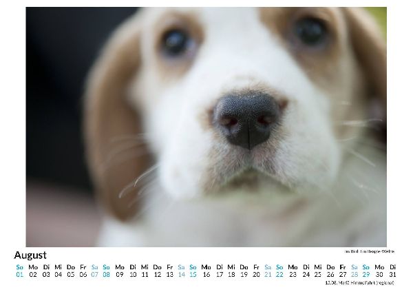 Beagle