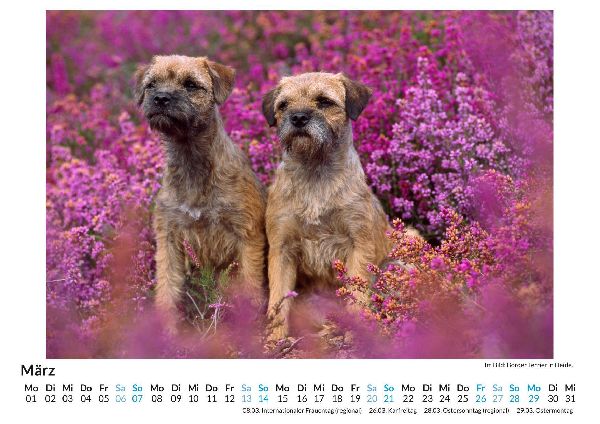 Border Terrier