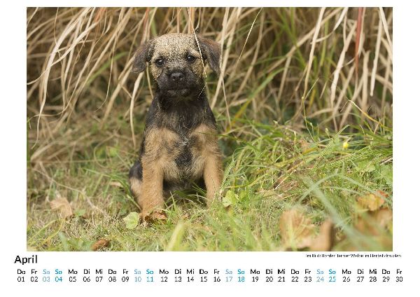 Border Terrier