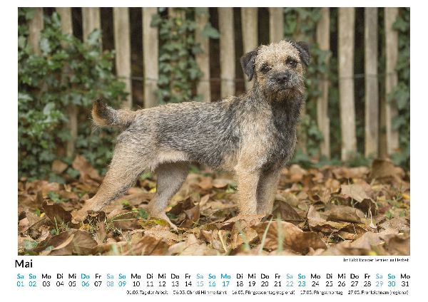 Border Terrier