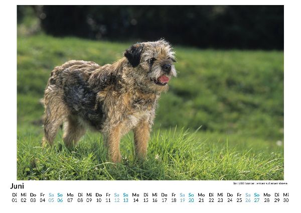 Border Terrier