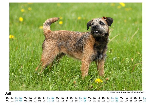 Border Terrier