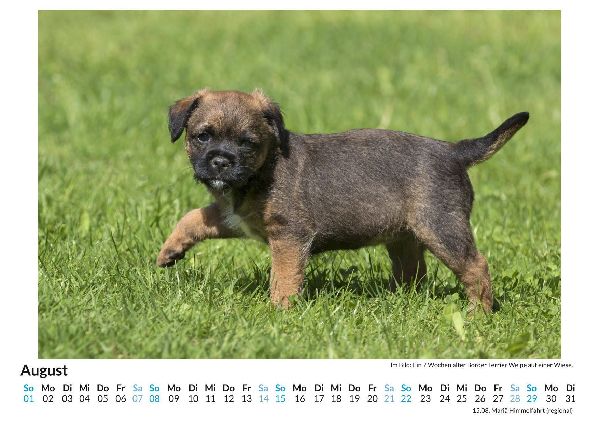 Border Terrier