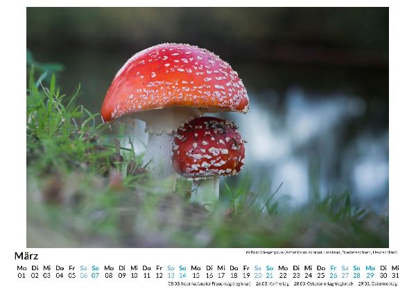 Pilze