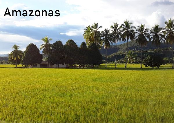 Amazonas