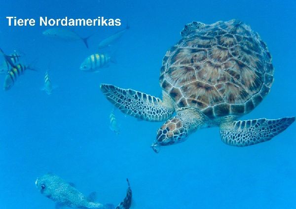 Tiere Nordamerikas
