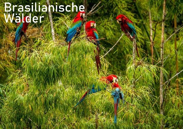 Brasilianische Wälder