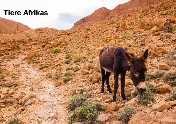 Tiere Afrikas