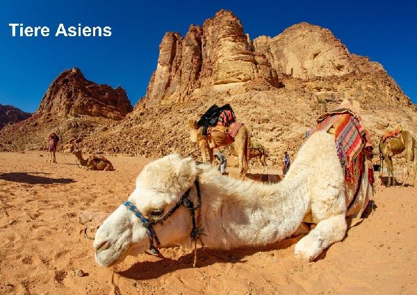 Tiere Asiens