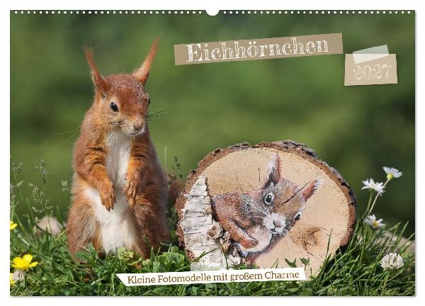 Eichhörnchen - Kleine Fotomodelle mit großem Charme (Wandkal...