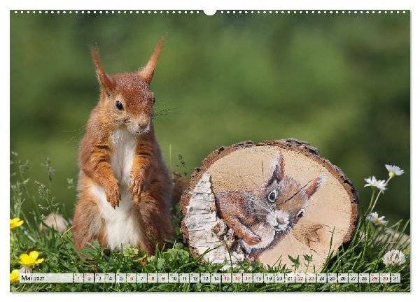 Eichhörnchen - Kleine Fotomodelle mit großem Charme (Wandkalender 2027 DIN A2 quer), CALVENDO Monatskalender