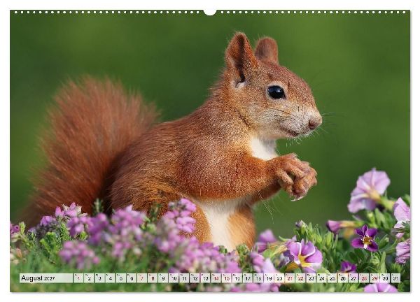 Eichhörnchen - Kleine Fotomodelle mit großem Charme (Wandkalender 2027 DIN A2 quer), CALVENDO Monatskalender